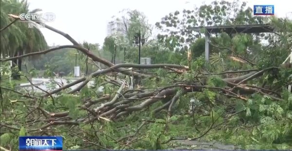 倍悦网配资 台风过境 广东阳江5万多棵树木损毁 多部门保道路畅通